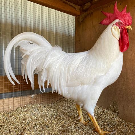 The Poodle And The Hen White Leghorn Chicken Breeding