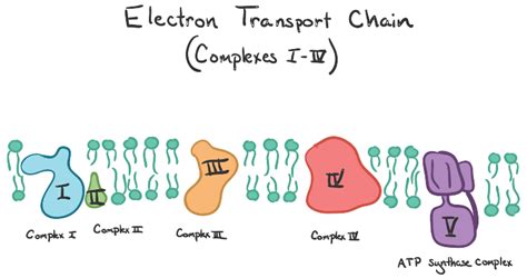 Oxidative Phosphorylation - Electron Transport Chain (ETC) - Free ...