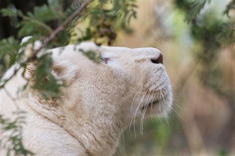 South Africa: Lion Park › Travel › Photography › Nenad Filipović's Homepage