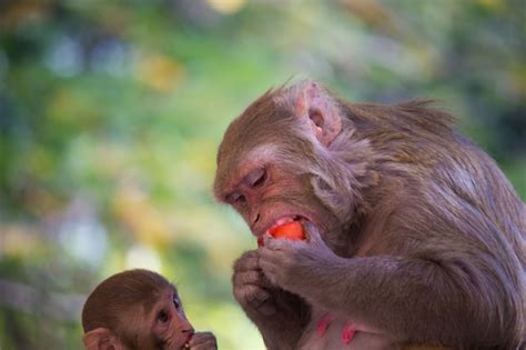 Premium Photo | Monkey busy eating fruit