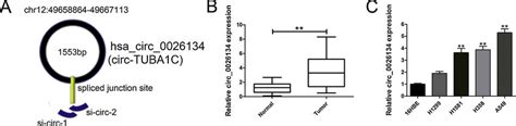 Relative Expression Of Circ 0026134 In NSCLC Tissues And Cell Lines And