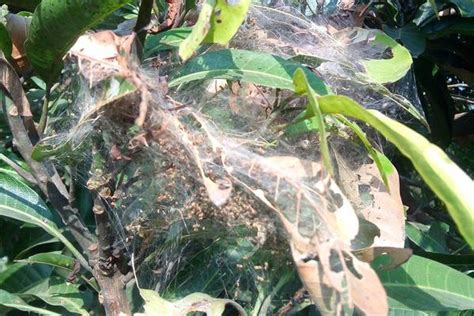 Mango Leaf Webber Pests Diseases