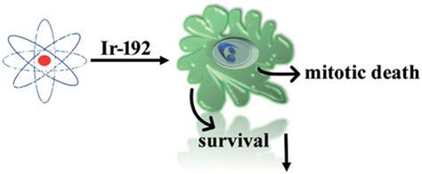 Model illustrating HDR brachytherapy effects on A431 cells. | Download ...