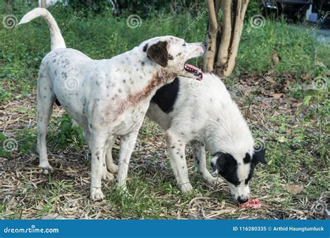 Dogs Are Sexually Mixed In The Season Stock Image Image Of Park