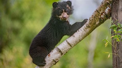 Uk First Twin Andean Bear Cubs Born At Chester Zoo Youtube