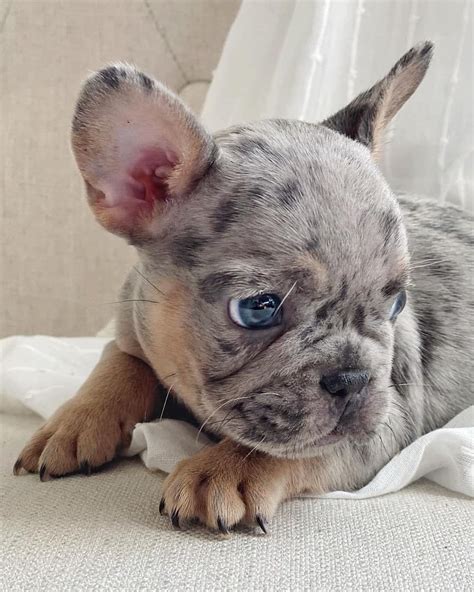 Blue eyes french bulldog : r/aww