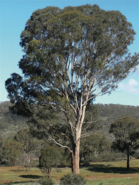 100 Seeds Eucalyptus Melliodora Yellow Box Seed Australian Etsy