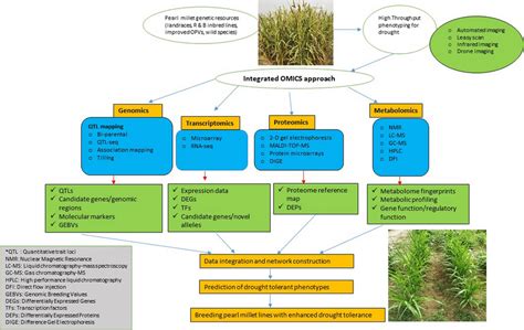 Integration Of OMICS For Enhancing Drought Tolerance In Pearl Millet