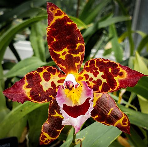 The RHS Orchid Committee On Twitter Oncidium Wilsonara Lisa