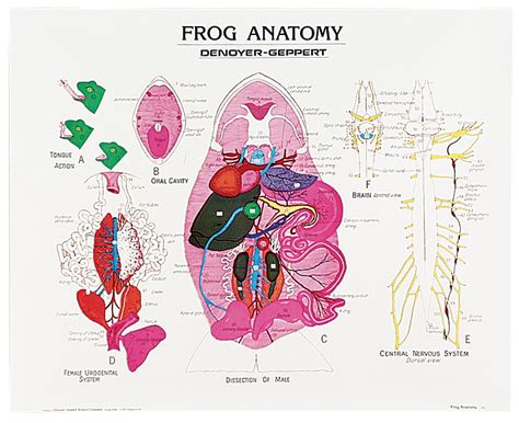 Frog Anatomy Chart | Flinn Scientific