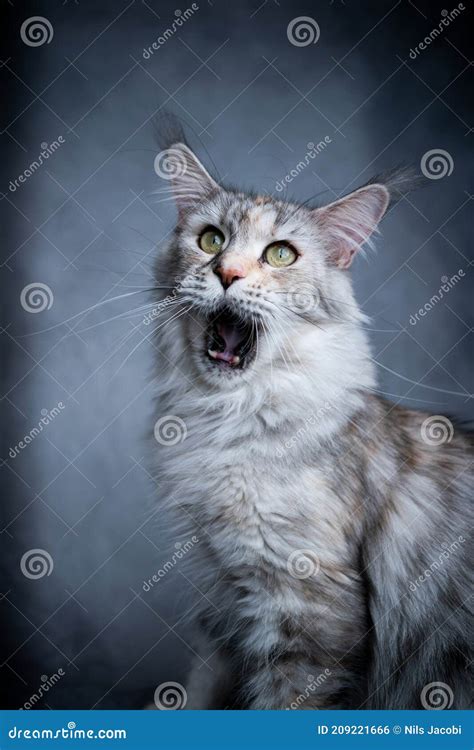 Funny Maine Coon Cat With Open Mouth Stock Photo Image Of Face