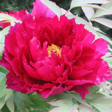 Strauch Pfingstrose Paeonia Suffruticosa Rot Rot