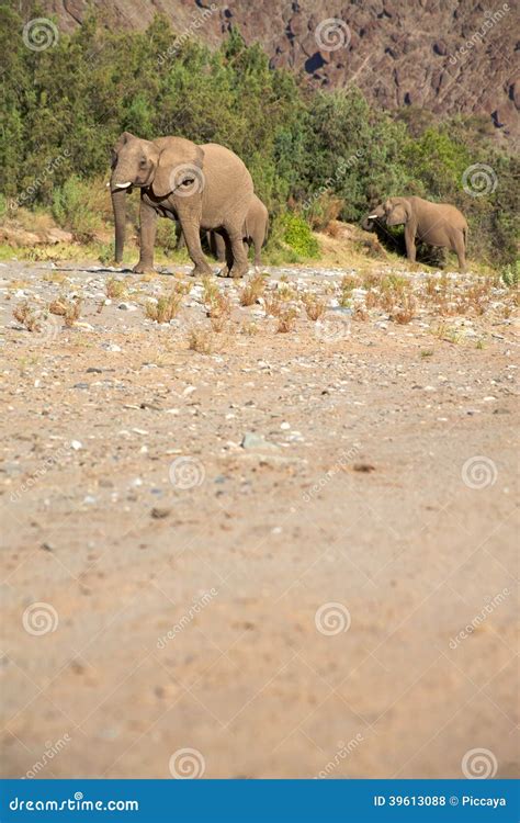 Group Of Elephants Stock Photo Image Of Koakoland Wild 39613088