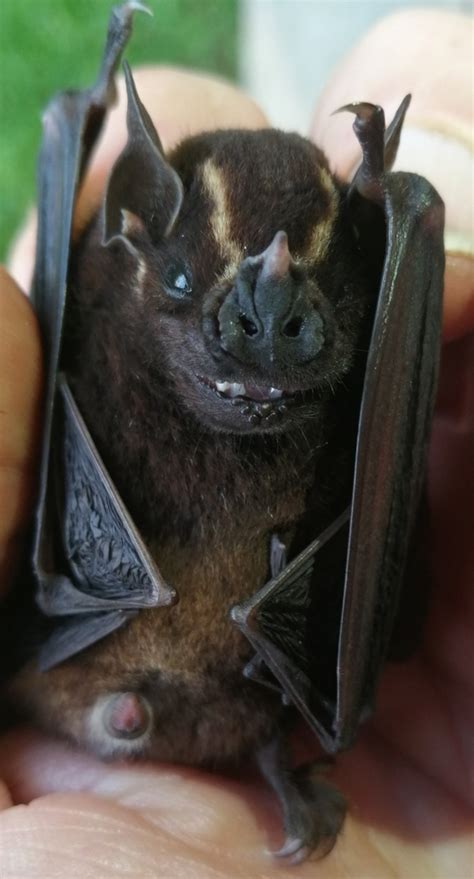 Hart S Fruit Eating Bat From RN La Isla Escondida On February 24 2023