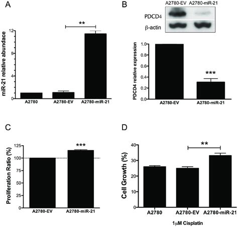 Effect Of Pre Mir 21 Overexpression In A2780 Cells A A2780 Cells