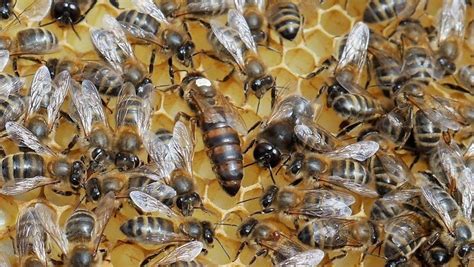 Scottish Native Honey Bee Conservation Project