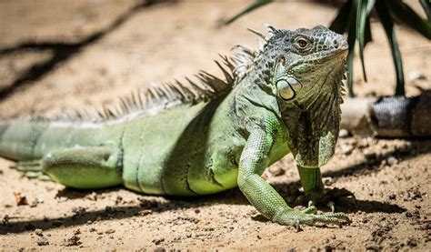 Iguana Anatomy Habitat Diet Conservation And More