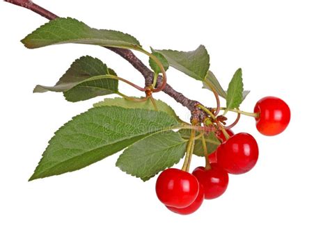 Rama Con Las Hojas Y La Fruta De La Cereza Amarga Aisladas Foto De