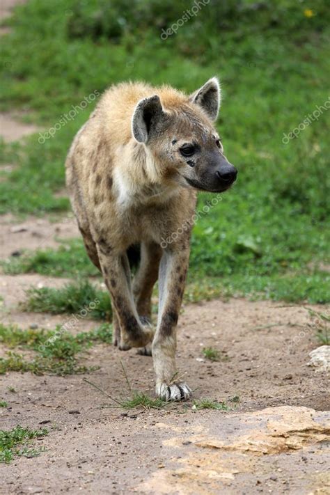 Spotted hyena Stock Photo by ©marclschauer 12139936