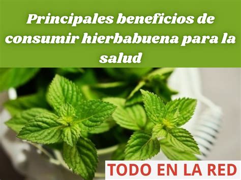 Principales Beneficios De Consumir Hierbabuena Para La Salud Todo En