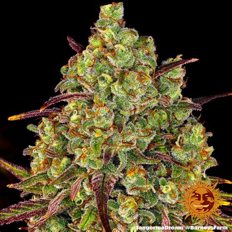 Tangerine Dream Strain Review At Cory Gaskin Blog