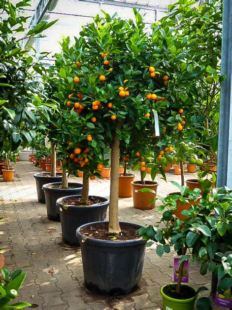 Calamondin Orange Tree For Sale Online | The Tree Center™