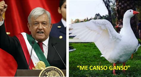 Intentan Registrar Como Marca La Frase De Me Canso Ganso De Amlo Para Crear Prendas De Vestir