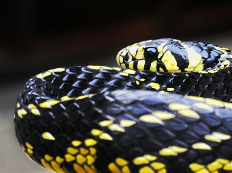 Serpiente Mica Serpientes De Costa Rica