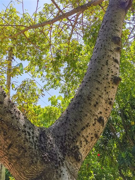 Huge Beautiful Kapok Tree Ceiba Tree With Spikes In Mexico Stock Photo