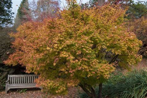 How To Grow Coral Bark Japanese Maples Gardeners Path Reportwire