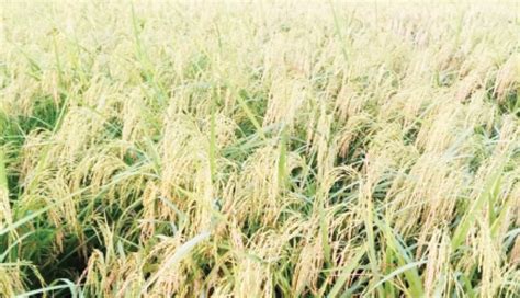 What Farmers Should Know About Flood Tolerant Rice Variety Daily Trust