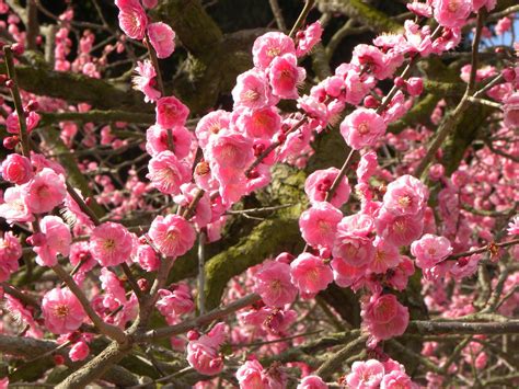 Japanese apricot blossom by RiverJvari on DeviantArt