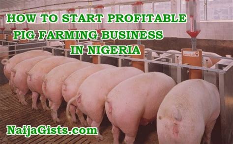 How To Start Profitable Pig Farming Business Nigeria In Pig