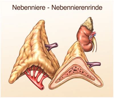 Nebenniere Aufbau Funktion Krankheiten MedLexi De