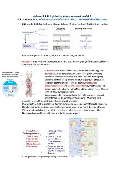 Neuroanatomie Teil Wittmann Vorlesung Biologische