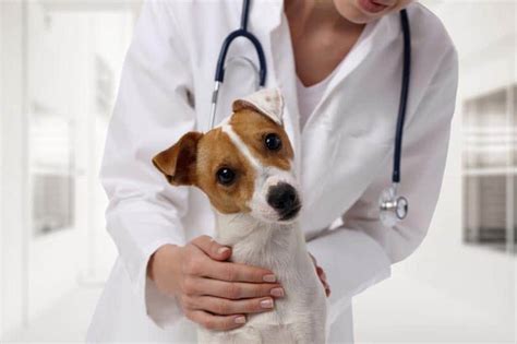 Garde Chien Hospitalisation Garde De Chiens