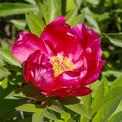 Watermelon Wine Itoh Peony | Gurney's Seed & Nursery Co.