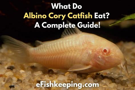 albino cory catfish diet      efishkeeping