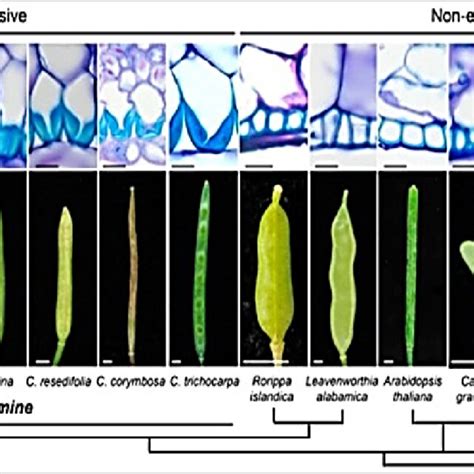 Representative Patterns Of Secondary Cell Wall Lignin Deposition In The Download Scientific