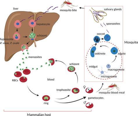 Life Cycle Of Malaria Parasite S Plasmodium Spp On A Mosquito Bite