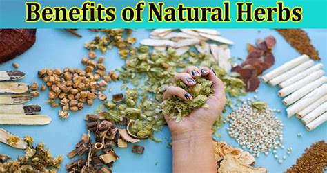 The Benefits of Natural Herbs: How Going Natural Can Improve Your Well ...