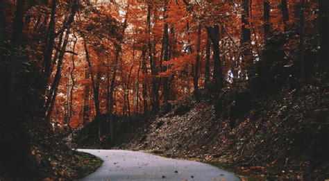 Georgia Fall Foliage Map 2022: Where & When To See Gorgeous Peak Leaves ...