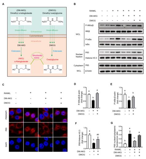 Nutrients Free Full Text Elevation Of Intracellular Alpha