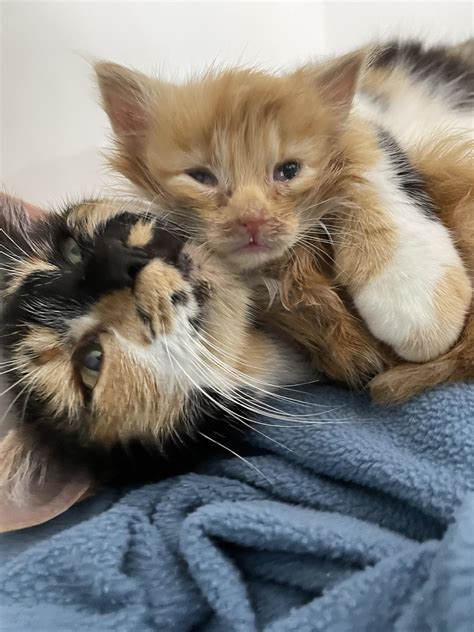 Kallie And Cheeto Say Good Morning R CheetoTheCat