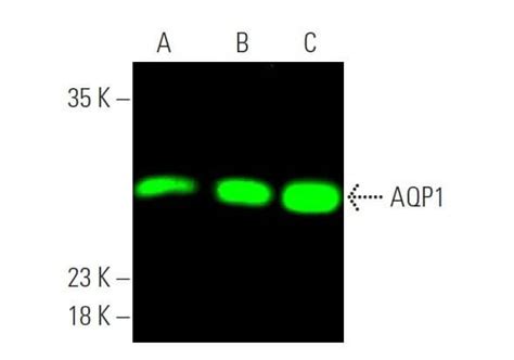 Aquaporin 1 AQP1抗体 B 11 SCBT Santa Cruz Biotechnology