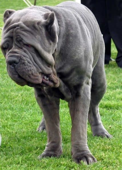 Neapolitan Mastiff Hercules