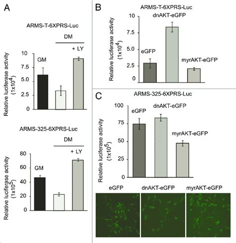 Inhibition Of PI3 AKT Pathway Induces PAX3 FKHR Transactivation In ARMS