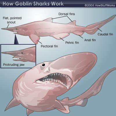 Finformation: The Goblin Shark