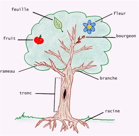 Garden Tree French Learn French Teaching French French Education