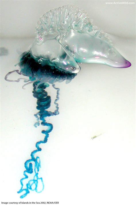 Portuguese Man O' War Facts, Pictures, Video & Information